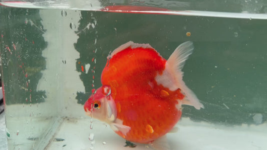 Super Red White Tosai Tamasaba 1 Yr Old H Female