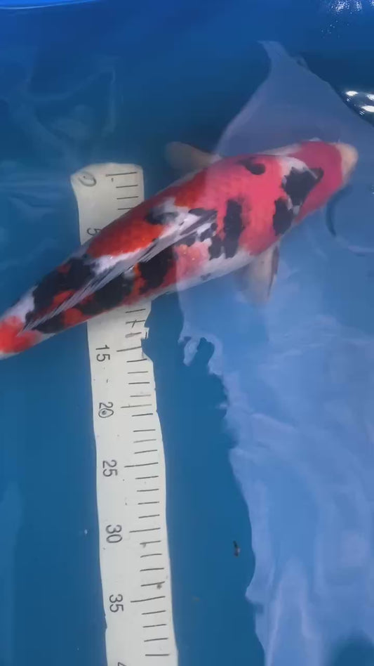 Sakai Sanke 1-2 years old 16-17 inch