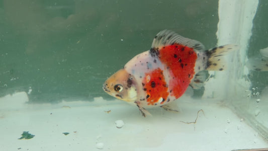 Super Tricolor Tosai Tamasaba 1 Yr Old J Female