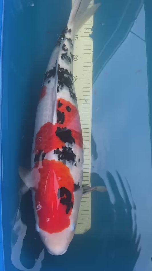 Izumiya Sanke 2-3 Years Male 22 inch