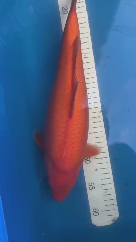 Karashi 1-2 years old 16-17 Female