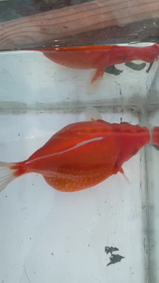 Super Red White Tamasaba 1 year Old A