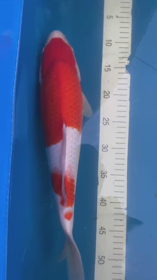 Torazo Kohaku 1-2 years old 16-17 inch