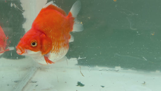 Red Tosai Tamasaba 1 Yr Old Female R