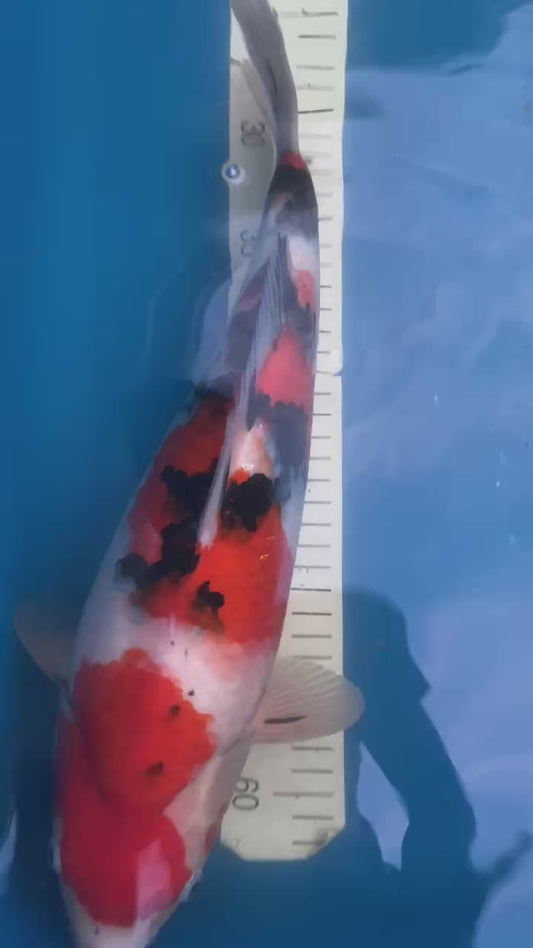 Sakai Sanke 1-2 years old 16-17 inch