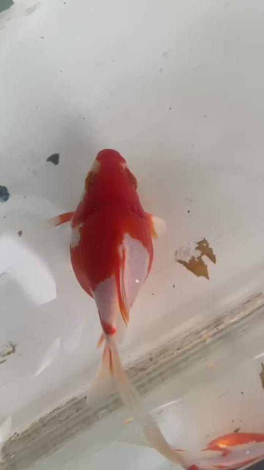 Red/white Tamasaba Goldfish C