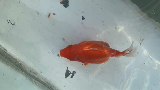 Red White Tamasaba 1 Year Old J
