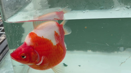 Super Red White Tosai Tamasaba 1 Yr Old G Female