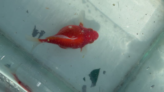 Red White Tamasaba 1 Year Old Y