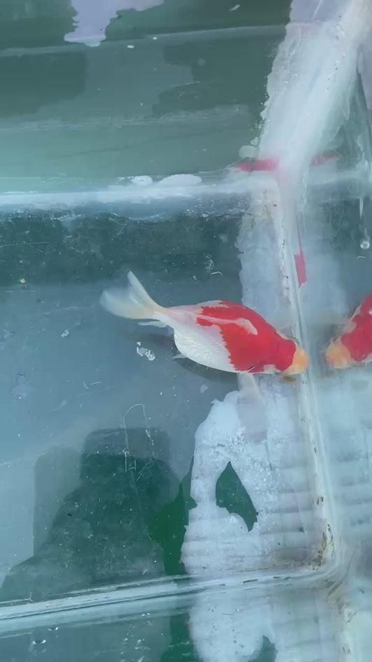 Jumbo Tamasaba Goldfish G