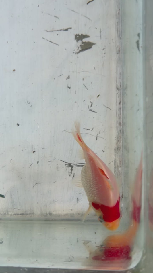 Tosai Tamasaba 1 Yr Old B
