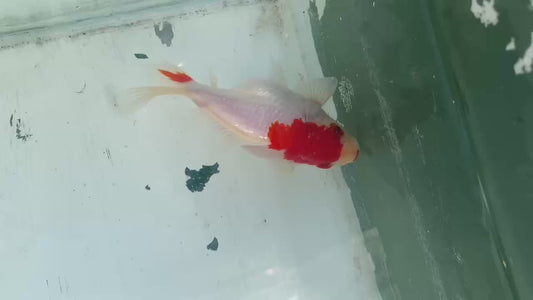 Red White Tamasaba 1 Year Old F