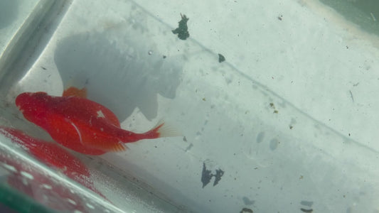 Red White Tamasaba 1 Year Old T