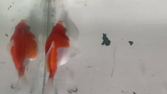 Jumbo Tamasaba Goldfish Q