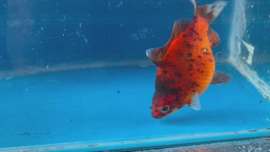 Calico Tamasaba Goldfish 3-4 Inch P