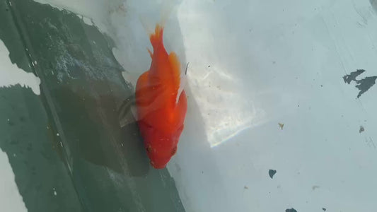 Red White Tamasaba 1 Year Old D