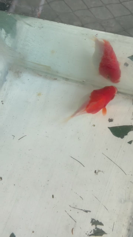Tosai Tamasaba 1 Yr Old M