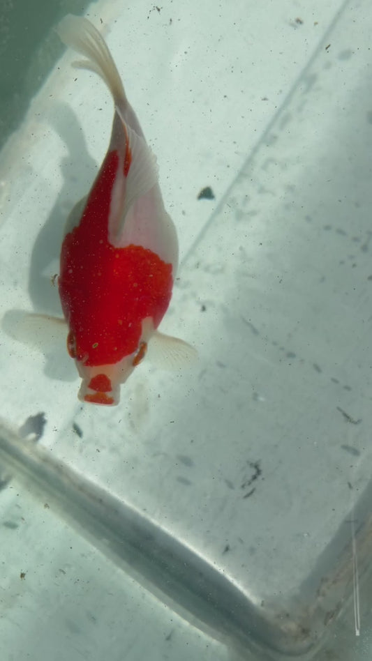 Red White Tamasaba 1 Year Old Q