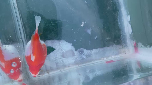 Jumbo Tamasaba Goldfish D