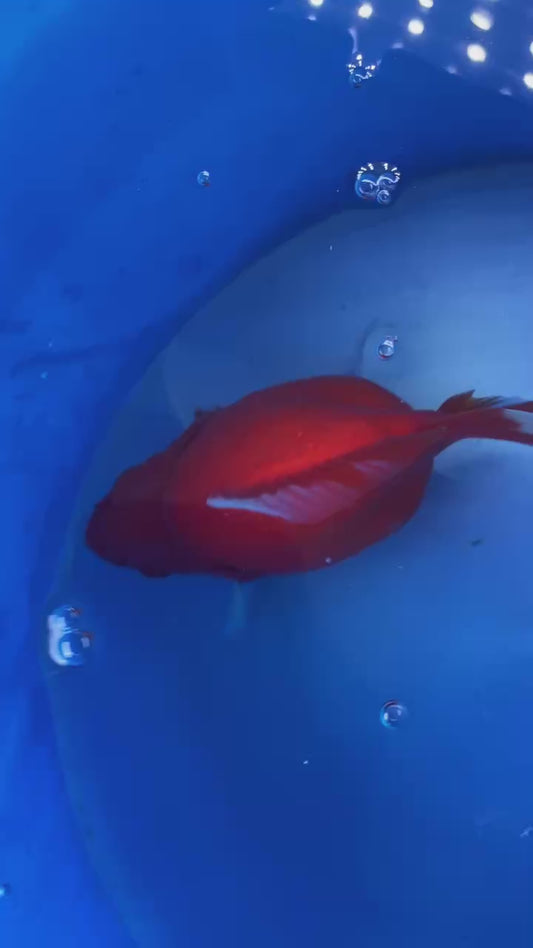 HQ Beni Tamasaba 5-6 in J