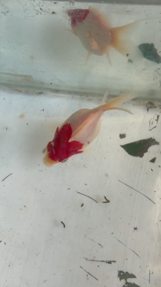 Tosai Tamasaba 1 Yr Old D